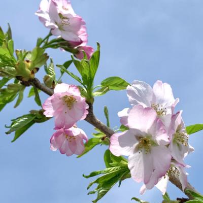 桜 苗木 ソメイヨシノのおすすめ人気商品一覧 通販 - Yahoo!ショッピング