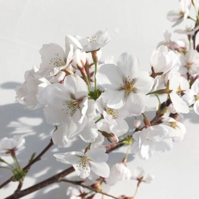 桜 苗木 ソメイヨシノのおすすめ人気商品一覧 通販 - Yahoo!ショッピング