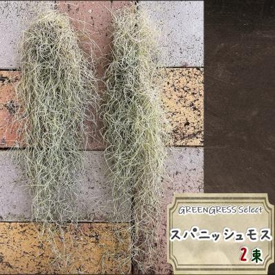 スパニッシュモスのおすすめ人気商品一覧 通販 - Yahoo!ショッピング