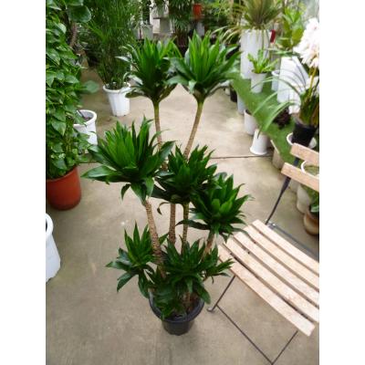 ドラセナのおすすめ人気商品一覧 通販 - Yahoo!ショッピング