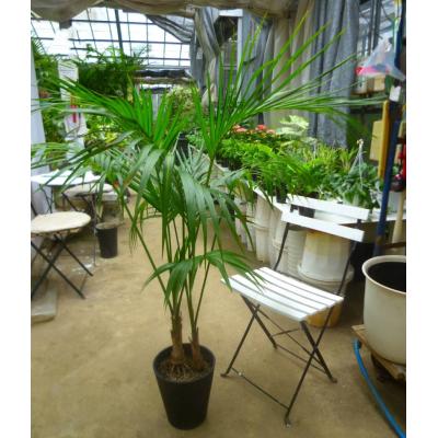 メキシコケンチャヤシ（観葉植物） | 花、ガーデニング の商品一覧