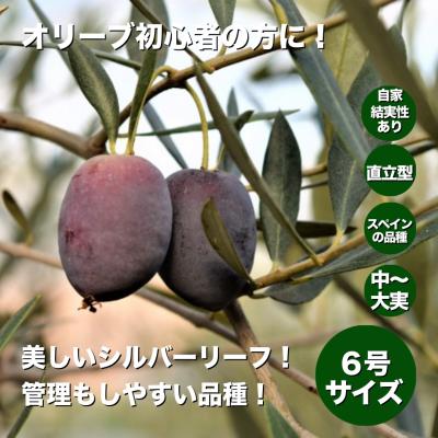 オヒブランカ（本物）4号苗 鑑定された品種 オリーブの木 小倉園