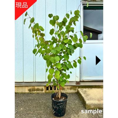マルバノキ 鉢植えのおすすめ人気商品一覧 通販 - Yahoo