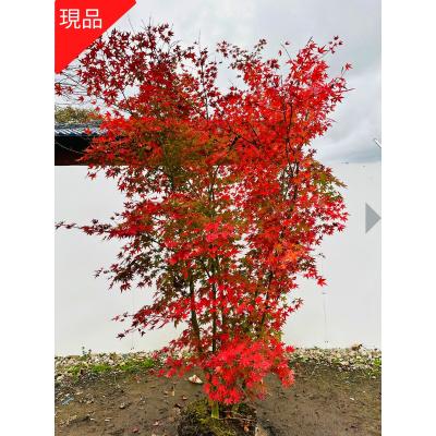 イロハモミジ5m（落葉樹の植木、庭木）｜苗木、植木 | 花