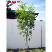 現品発送 シマトネリコ 樹高1.8-2.1m(根鉢含まず) シンボルツリー 庭木 植木 常緑樹 常緑高木