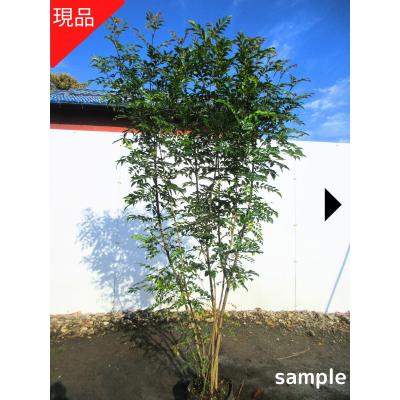 常緑樹 マキ　槇　ガーデニング　樹木　植木　三重 常緑樹 マキ 槇 ガーデニング 樹木 植木 三重