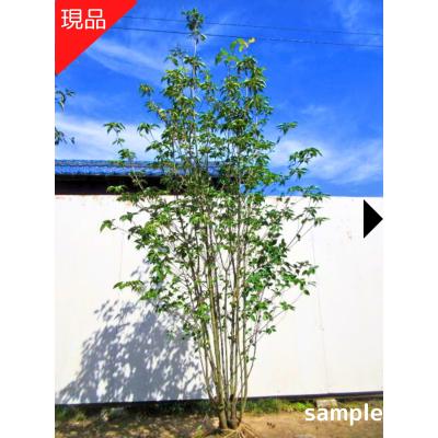 白樺ツリー（落葉樹の植木、庭木）｜苗木、植木 | 花、ガーデニング の