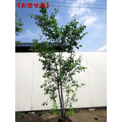 ジューンベリー/大株【現品発送】管理70472 ジューンベリー/大株【現品発送】管理70472