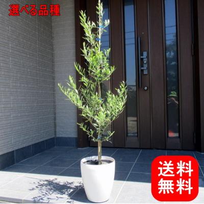 オリーブの木のおすすめ人気商品一覧 通販 - Yahoo!ショッピング