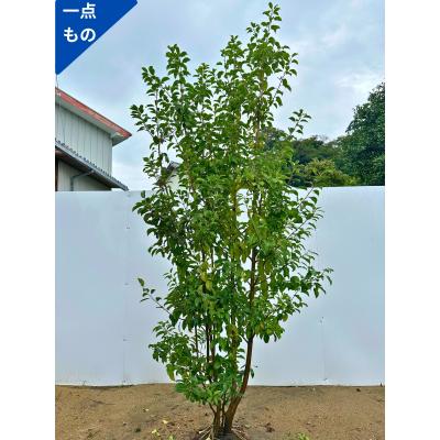 苗木（常緑樹の植木、庭木）｜苗木、植木 | 花、ガーデニング の