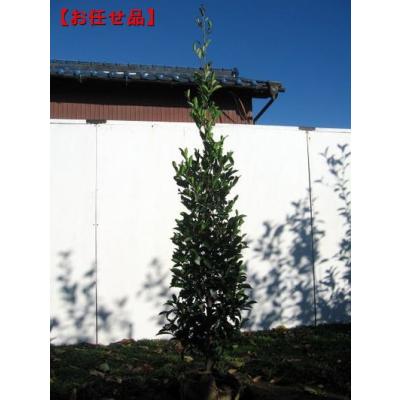 常緑樹 庭木 植木 苗木 常緑樹（苗木、植木） | 花、ガーデニング のおすすめ人気商品一覧