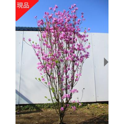 ミツバツツジ（苗木、植木） | 花、ガーデニング のおすすめ人気商品