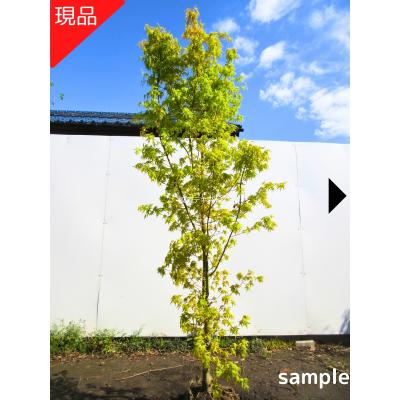 桂もみじのおすすめ人気商品一覧 通販 - Yahoo!ショッピング