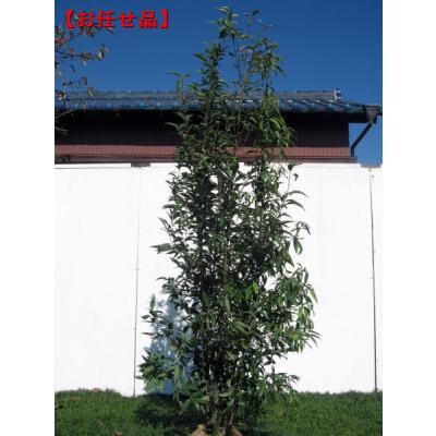 常緑樹（苗木、植木） | 花、ガーデニング のおすすめ人気商品一覧