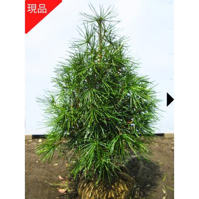コウヤマキの商品一覧 通販 - Yahoo!ショッピング コウヤマキの商品一覧 通販 - Yahoo!ショッピング