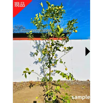 シンボルツリー 鉢植えのおすすめ人気商品一覧 通販 - Yahoo