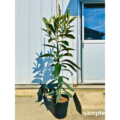 ①枇杷の木 枇杷の葉 ビワ　びわの苗木 びわの木 果樹苗 ビワの木　びわの葉 びわ 枇杷 ビワ（落葉樹の植木、庭木）｜苗木、植木 | 花