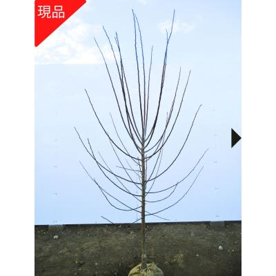 梅 低木のおすすめ人気商品一覧 通販 - Yahoo!ショッピング