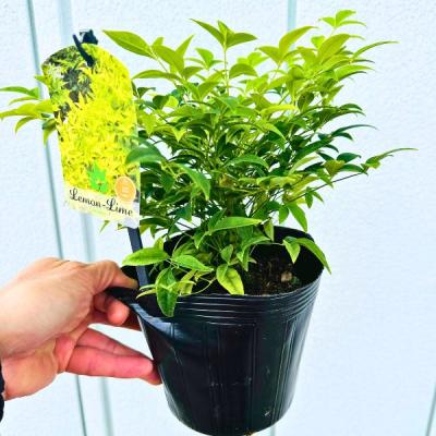 常緑 低木 50センチ（常緑樹の植木、庭木）｜苗木、植木 | 花