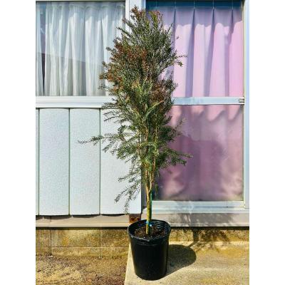 メラレウカ レッドジェム（花、ガーデニング）のおすすめ人気商品一覧