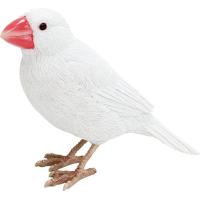 マグネット BIRDIE BILL(バーディビル) WHITE JAVA SPARROW 1686 ホワイト | ジーエスショップ