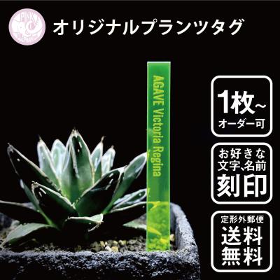 アガベ プレートのおすすめ人気商品一覧 通販 - Yahoo!ショッピング