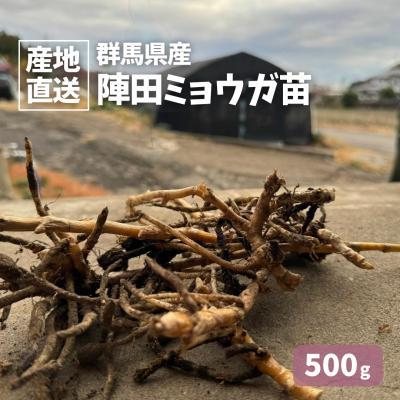 ミョウガ 地下茎のおすすめ人気商品一覧 通販 - Yahoo!ショッピング