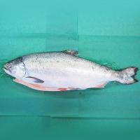 天然キングサーモン1匹まるごと約2ｋｇ 尾頭付き 業務用 048 カナディアングルメ グッズ 通販 Yahoo ショッピング