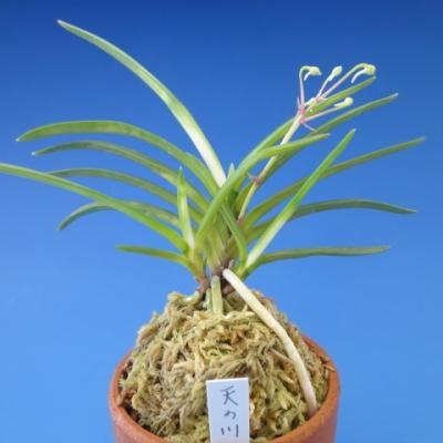 富貴蘭「李白」早い者勝ちのサービス商品♪ 富貴蘭のおすすめ人気商品