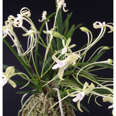 富貴蘭のおすすめ人気商品一覧 通販 - Yahoo!ショッピング