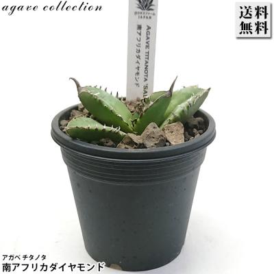 アガベ チタノタのおすすめ人気商品一覧 通販 - Yahoo!ショッピング