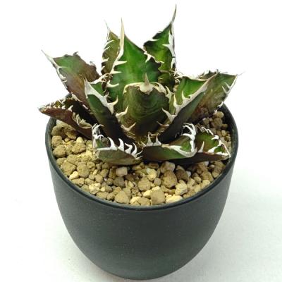 アガベ  リュウゼツラン 交配種 Amazon｜アガベ コロラータ リュウゼツラン Agave parryi