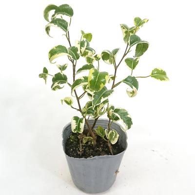 その他観葉植物 Shion* simpleboll-hydro93.jpg