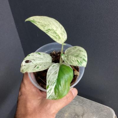斑入りモンステラ(観葉植物)の商品一覧 | 花、ガーデニング 斑入りモンステラ(観葉植物)の商品一覧 | 花、ガーデニング