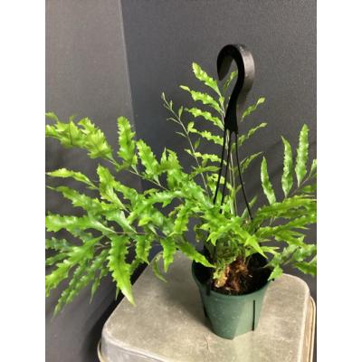 着生植物 シダの商品一覧 通販 - Yahoo!ショッピング