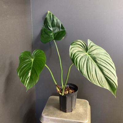 フィロデンドロン(観葉植物)(花ギフト用途:誕生日お祝い)の フィロデンドロン(観葉植物)(花ギフト用途:誕生日お祝い)の