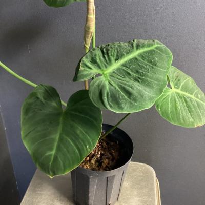 フィロデンドロン(観葉植物)(花ギフト用途:誕生日お祝い)の フィロデンドロン(観葉植物)(花ギフト用途:誕生日お祝い)の