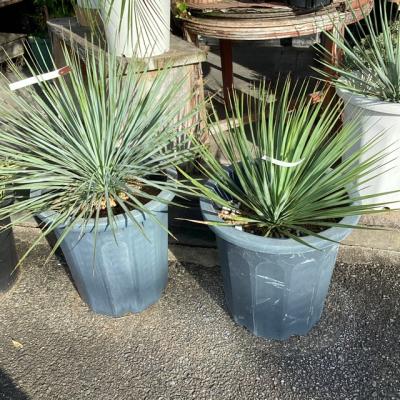 ユッカ ロストラータ（観葉植物） | 花、ガーデニング の