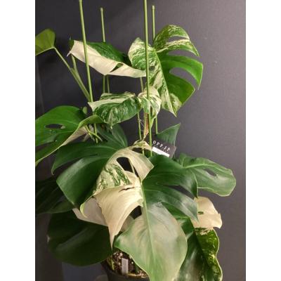 斑入りモンステラ(観葉植物)の商品一覧 | 花、ガーデニング 斑入りモンステラ(観葉植物)の商品一覧 | 花、ガーデニング
