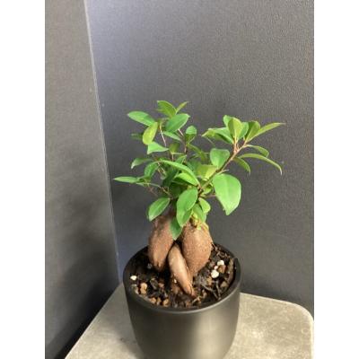 アポロゴムの木の商品一覧 通販 - Yahoo!ショッピング