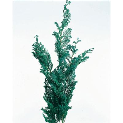 ヒムロスギのおすすめ人気商品一覧 通販 - Yahoo!ショッピング