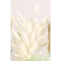 ドライ 大地農園 ラグラス　15ｇ　白 42050-011 ドライフラワー花材 ラグラス | はなどんやアソシエ