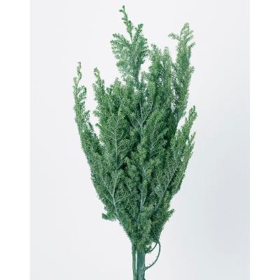 ヒムロスギのおすすめ人気商品一覧 通販 - Yahoo!ショッピング