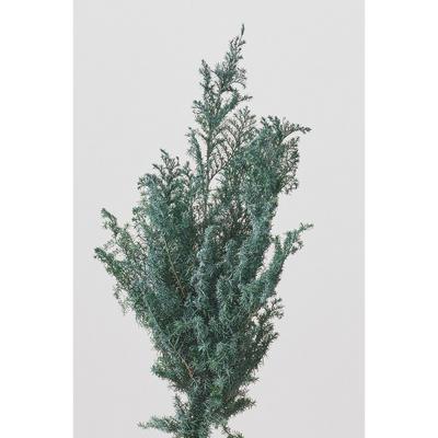 ヒムロスギのおすすめ人気商品一覧 通販 - Yahoo!ショッピング