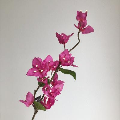 ブーゲンビリア ピンク(花、ガーデニング)の商品一覧 通販 ブーゲンビリア ピンク(花、ガーデニング)の商品一覧 通販