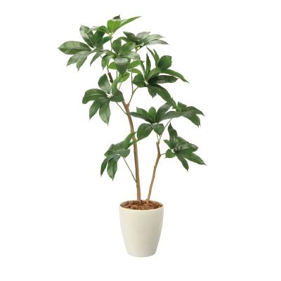 ツピタンサス（花、ガーデニング）のおすすめ人気商品一覧 通販