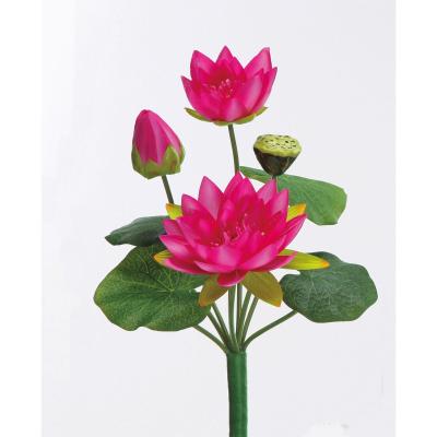 蓮の葉 yafoo-sazendo_lotus