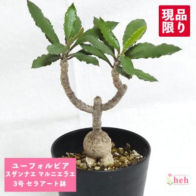 ビザールプランツ 種類（花、ガーデニング）の商品一覧 通販 - Yahoo 