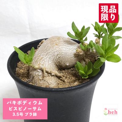 パキポディウムビスピノーサムのおすすめ人気商品一覧 通販