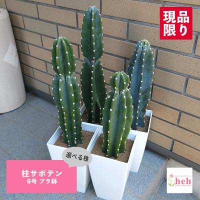 鬼面角（サボテン、多肉植物） | 花、ガーデニング のおすすめ人気商品
